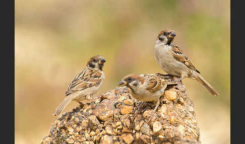 Feldsperling (Passer montanus)