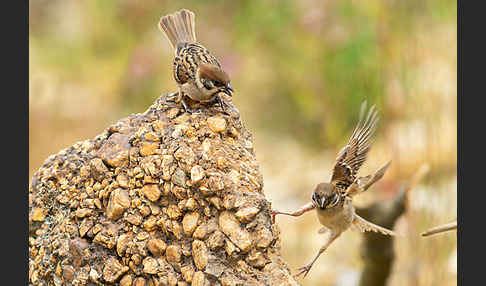 Feldsperling (Passer montanus)