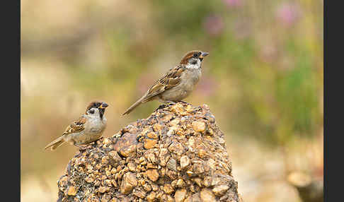 Feldsperling (Passer montanus)