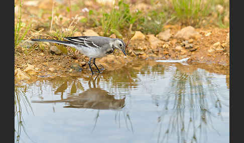 Bachstelze (Motacilla alba)