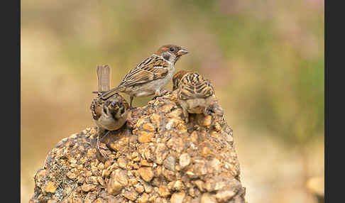 Feldsperling (Passer montanus)