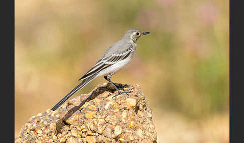 Bachstelze (Motacilla alba)