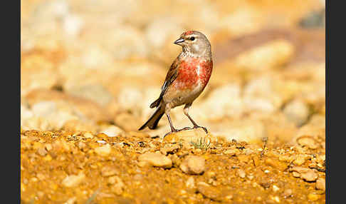 Bluthänfling (Acanthis cannabina)