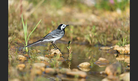 Bachstelze (Motacilla alba)