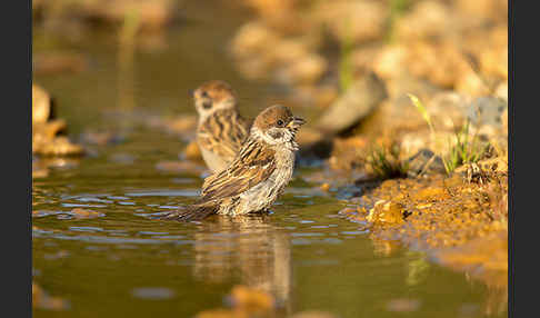 Feldsperling (Passer montanus)