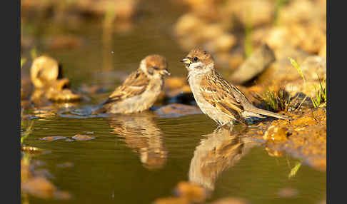 Feldsperling (Passer montanus)