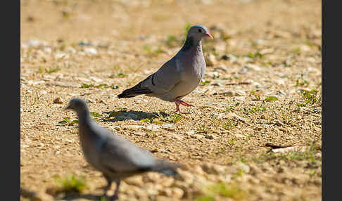 Hohltaube (Columba oenas)