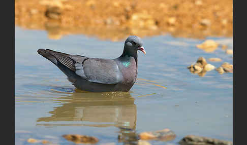 Hohltaube (Columba oenas)