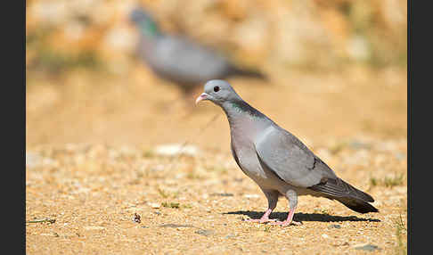 Hohltaube (Columba oenas)