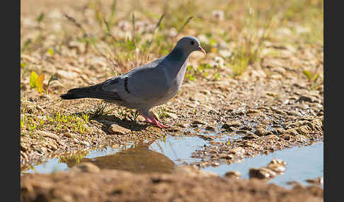 Hohltaube (Columba oenas)