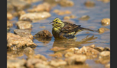 Goldammer (Emberiza citrinella)