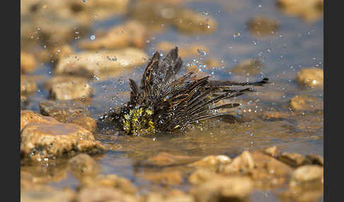 Goldammer (Emberiza citrinella)