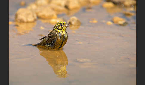 Goldammer (Emberiza citrinella)