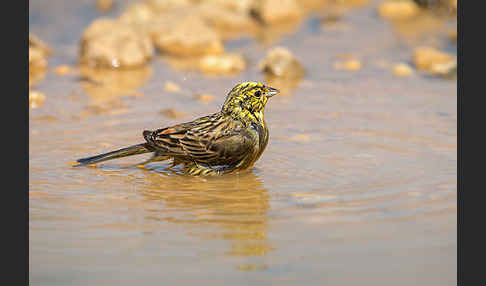 Goldammer (Emberiza citrinella)