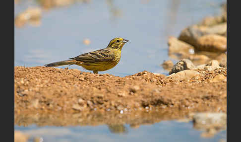 Goldammer (Emberiza citrinella)