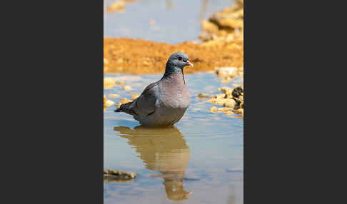 Hohltaube (Columba oenas)