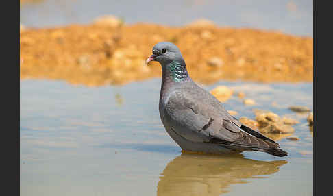 Hohltaube (Columba oenas)