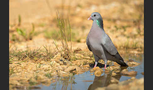 Hohltaube (Columba oenas)