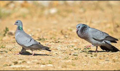 Hohltaube (Columba oenas)