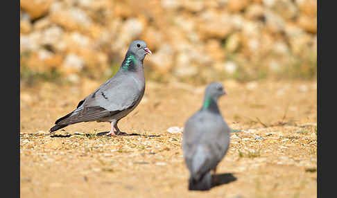 Hohltaube (Columba oenas)