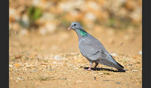 Hohltaube (Columba oenas)