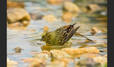 Goldammer (Emberiza citrinella)