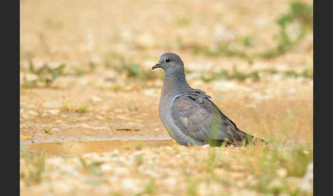 Hohltaube (Columba oenas)