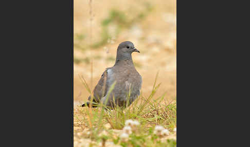 Hohltaube (Columba oenas)