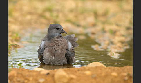 Hohltaube (Columba oenas)