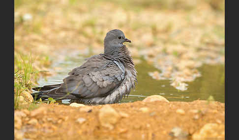 Hohltaube (Columba oenas)