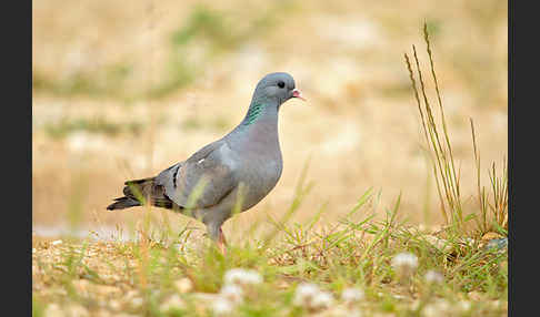 Hohltaube (Columba oenas)