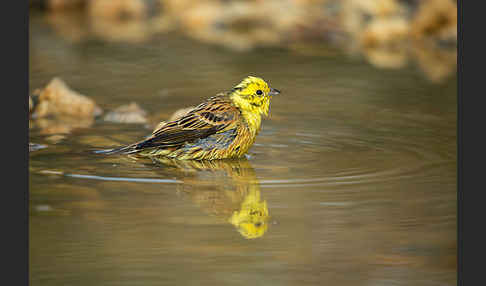 Goldammer (Emberiza citrinella)