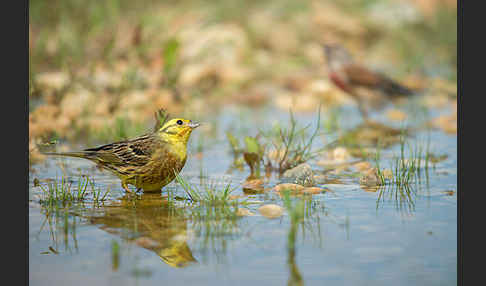 Goldammer (Emberiza citrinella)