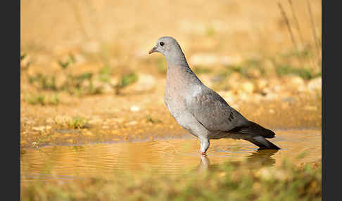 Hohltaube (Columba oenas)