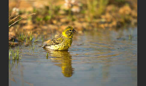 Girlitz (Serinus serinus)