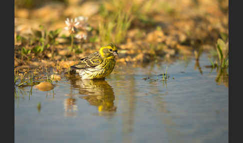 Girlitz (Serinus serinus)