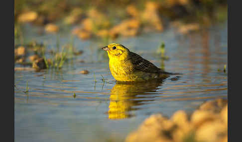 Goldammer (Emberiza citrinella)