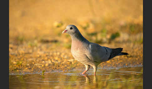 Hohltaube (Columba oenas)