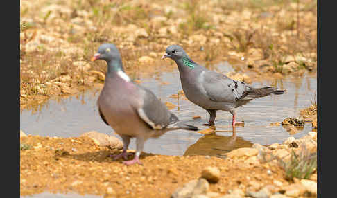 Hohltaube (Columba oenas)