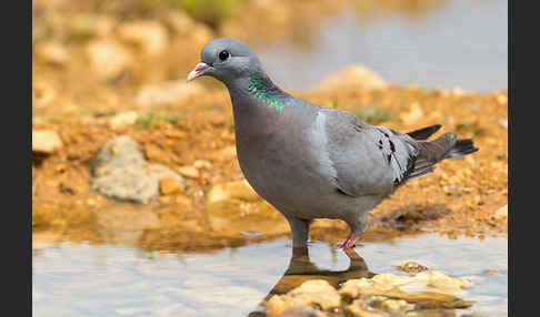 Hohltaube (Columba oenas)