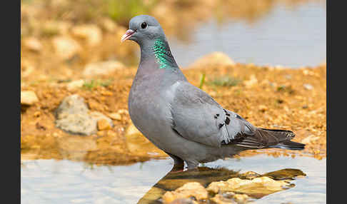 Hohltaube (Columba oenas)