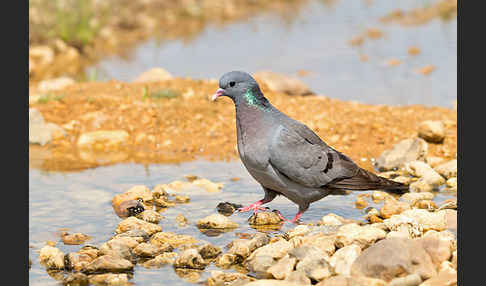 Hohltaube (Columba oenas)