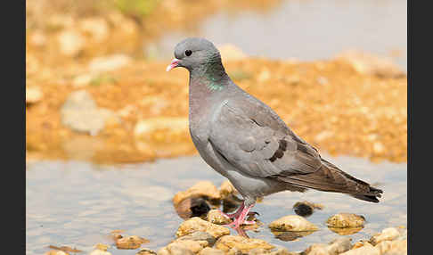 Hohltaube (Columba oenas)