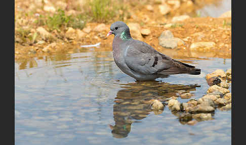 Hohltaube (Columba oenas)