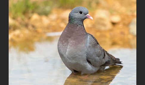 Hohltaube (Columba oenas)