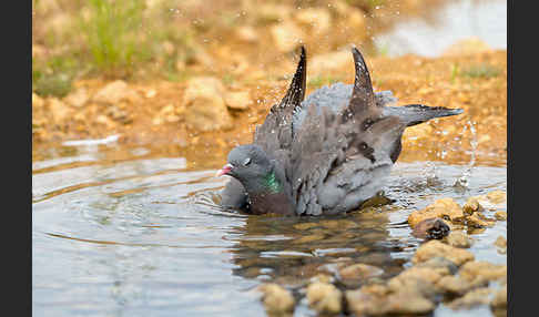 Hohltaube (Columba oenas)