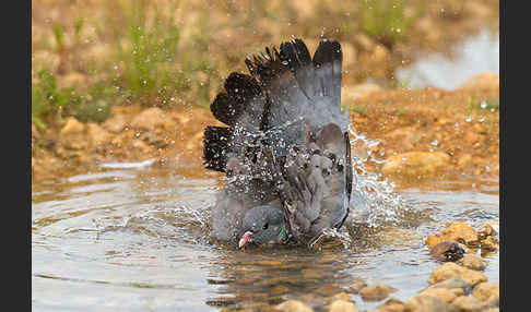 Hohltaube (Columba oenas)