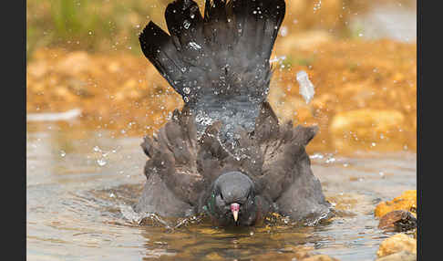 Hohltaube (Columba oenas)