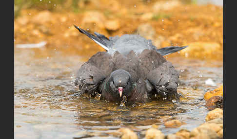 Hohltaube (Columba oenas)