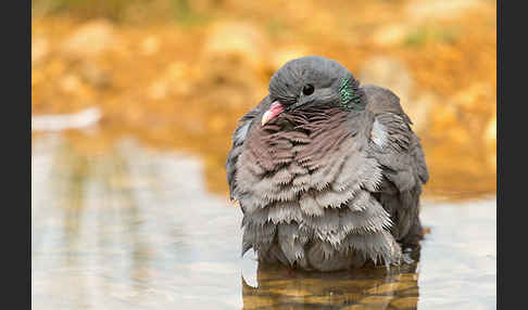 Hohltaube (Columba oenas)